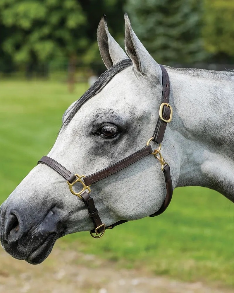 Premier Fort Worth Leather Halter