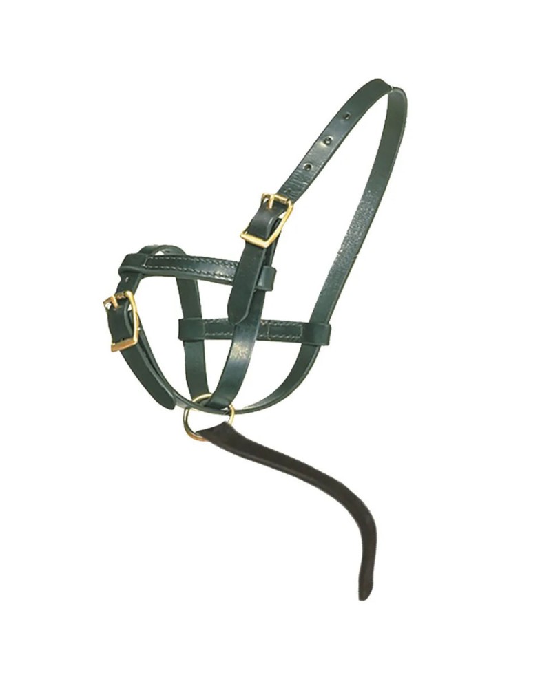 Premier leather foal halter newborn