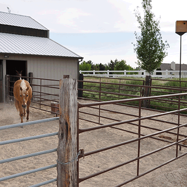 Horse Paddocks