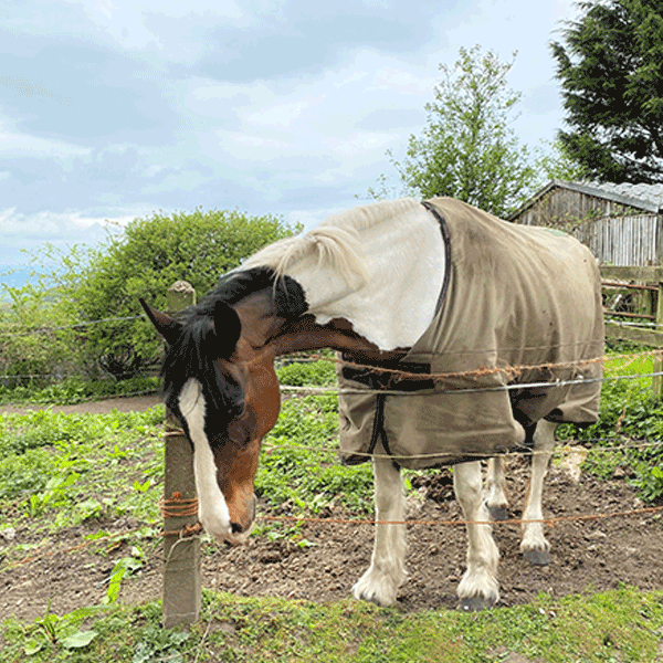 Horse Blankets & sheets